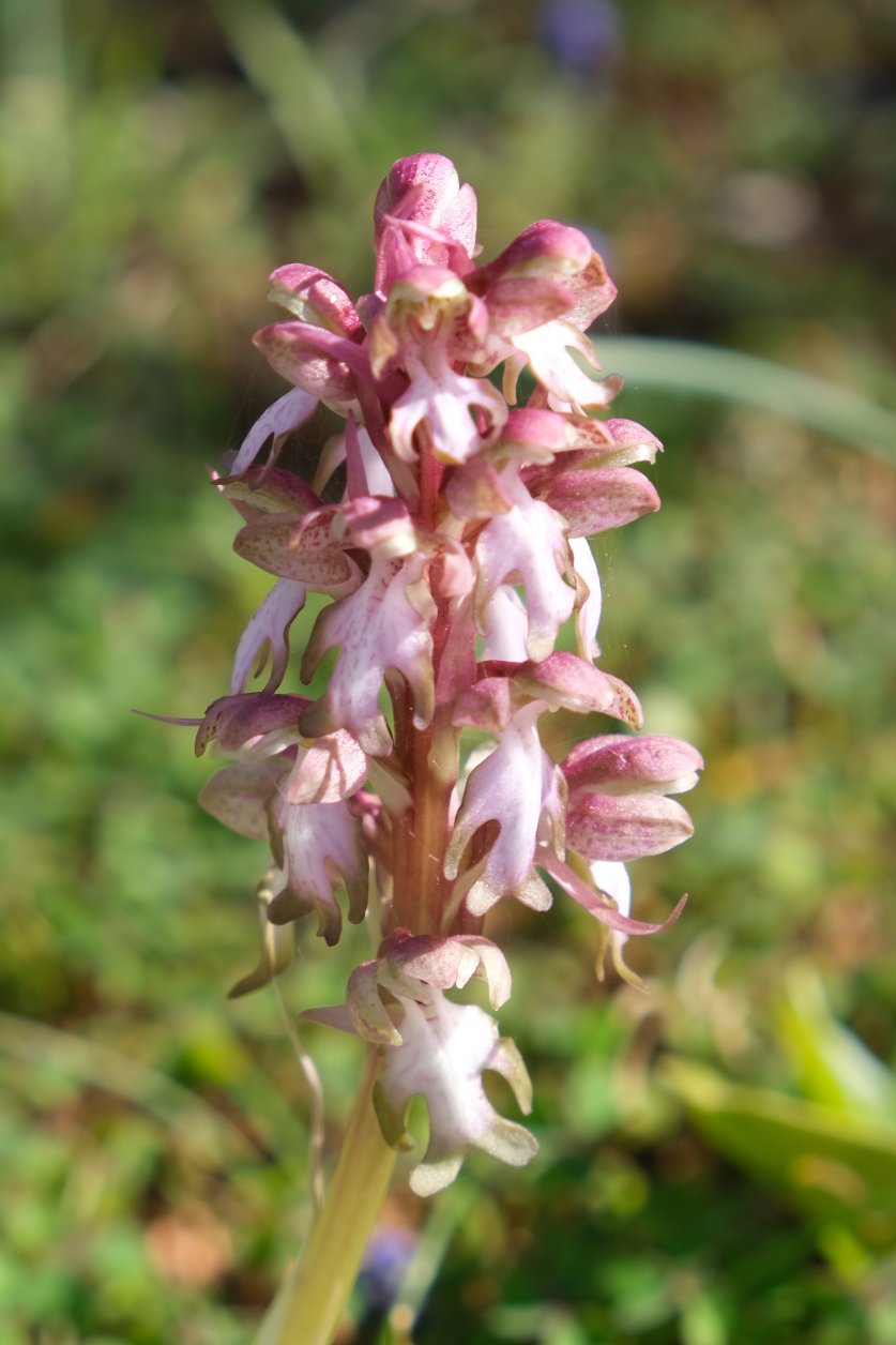 Anno nuovo, orchidee nuove: dalla Grecia con passione.